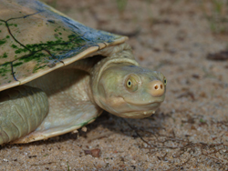 amazing reptiles
