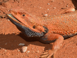 amazing reptiles