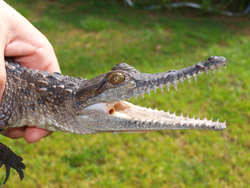 amazing reptiles