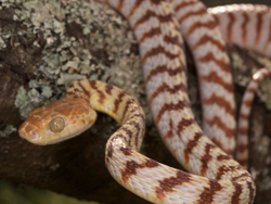 amazing reptiles