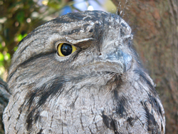 Bushland Biodiversity