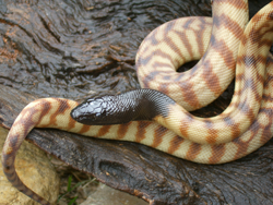 Bushland Biodiversity