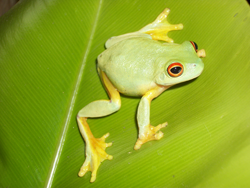 Bushland Biodiversity