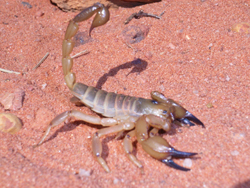 mini beasts