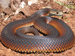 snake safety