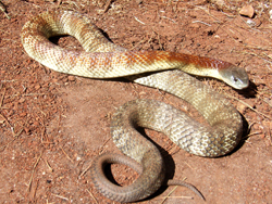 snake safety
