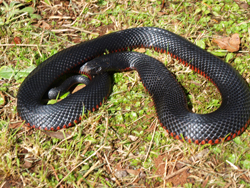 snake safety