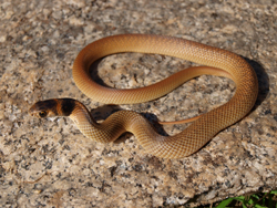 snake safety